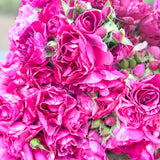 Fly So High™ Potted Climbing Rose Bush