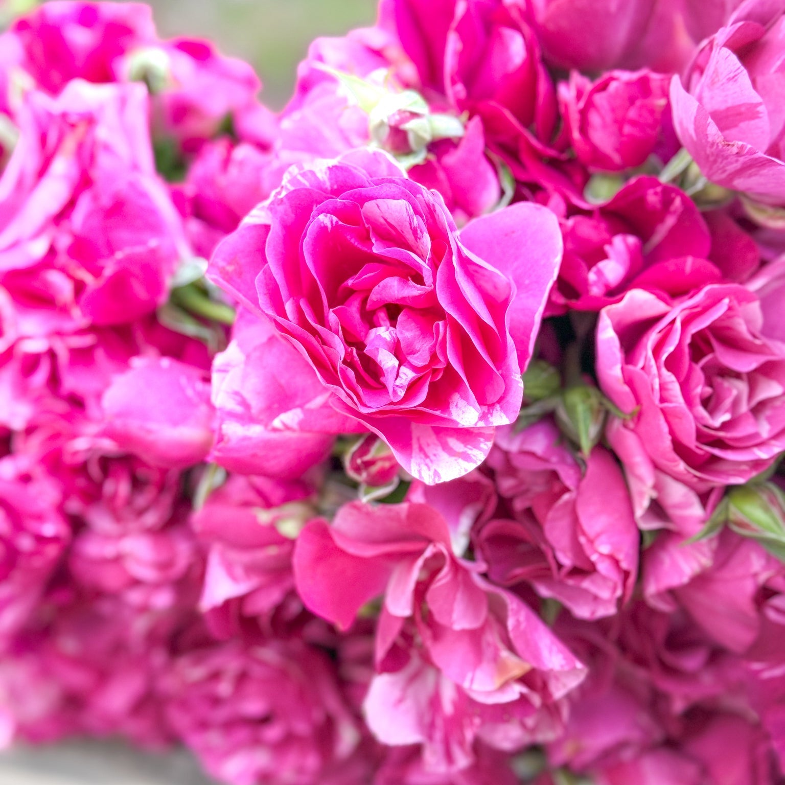 Fly So High Potted Rose Bush | Pink Rose Bush | Grace Rose Farm