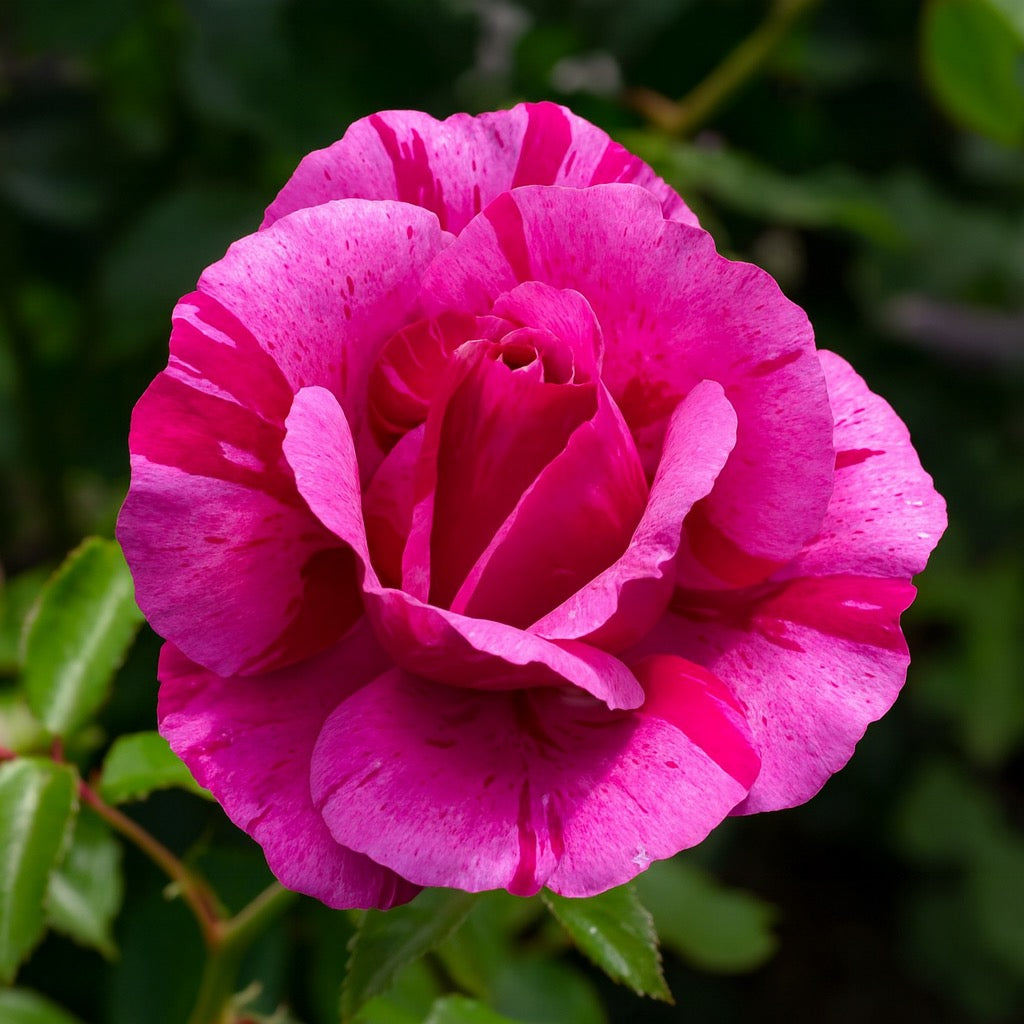 Fly So High Potted Rose Bush | Pink Rose Bush | Grace Rose Farm
