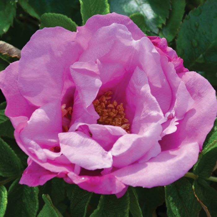 Foxi Pavement™ Bare Root Rose Bush