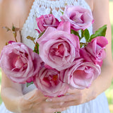 Fragrant Plum Bare Root Rose Bush