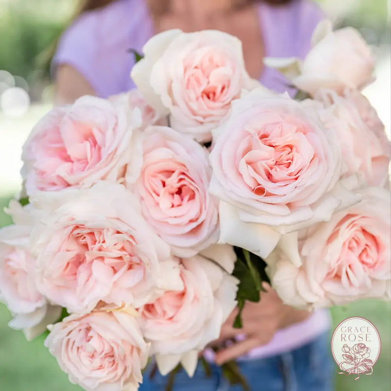 Francis Meilland® Potted Rose Bush 5 Gallon Potted Rose BUSHES