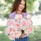 Francis Meilland® Bare Root Rose Bush