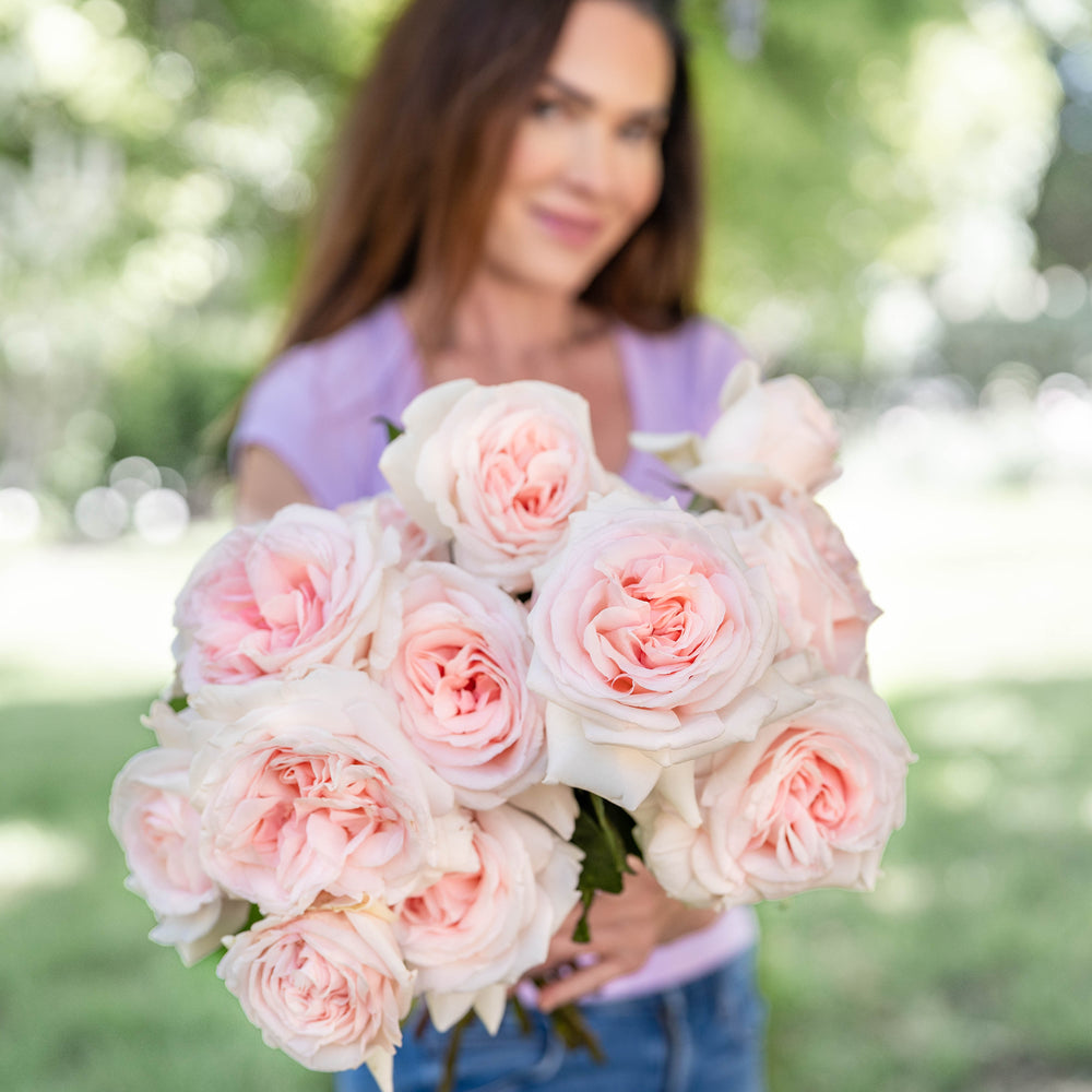 Best Roses For Zone 6 | Cold Hardy Picks | Grace Rose Farm