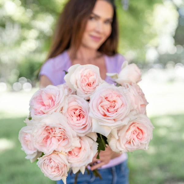 Francis Meilland® Potted Rose Bush