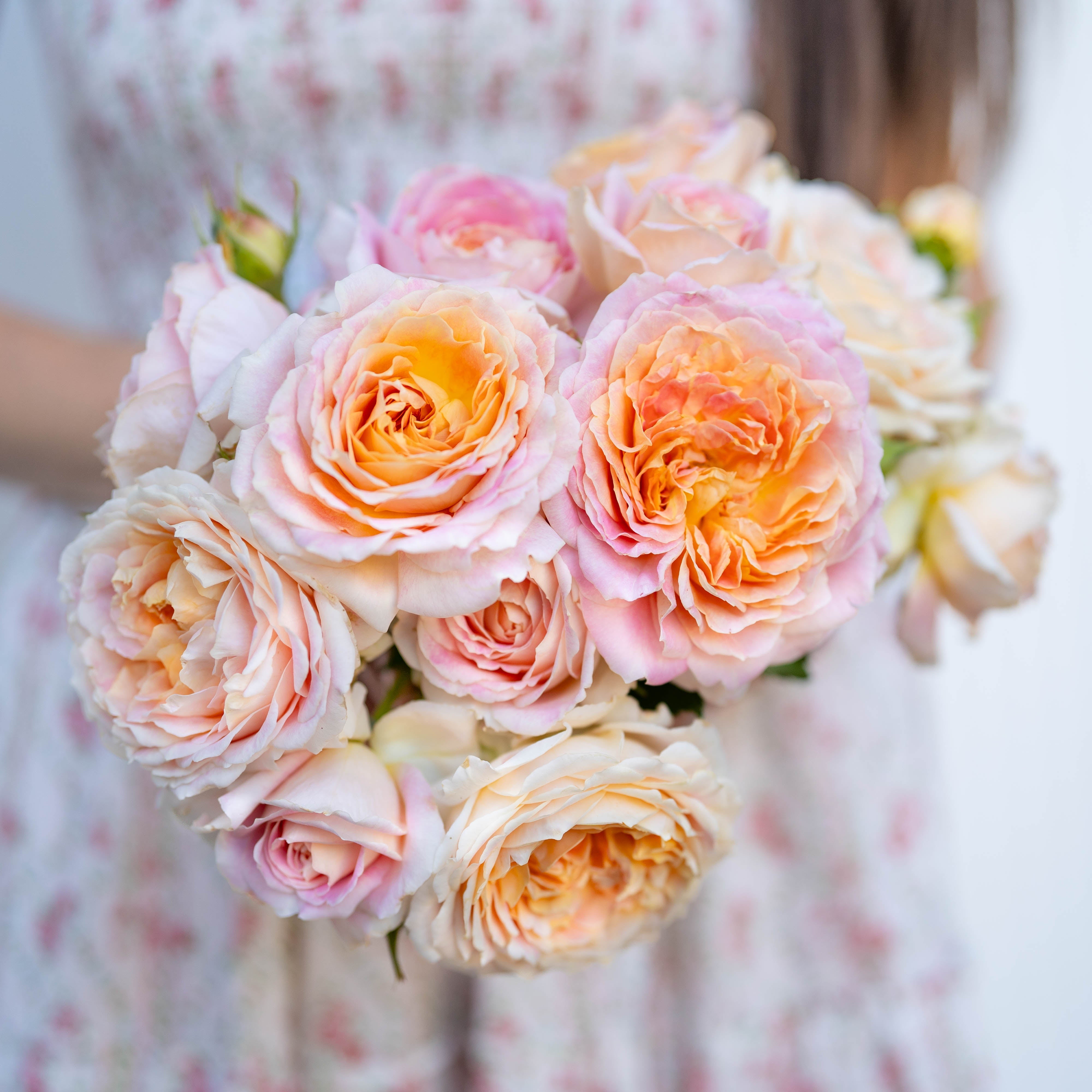 Peach Rose Bushes | Peach And Apricot Glow | Grace Rose Farm
