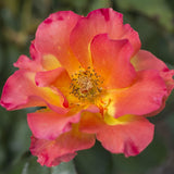 Sunset Horizon™ Potted Rose Bush