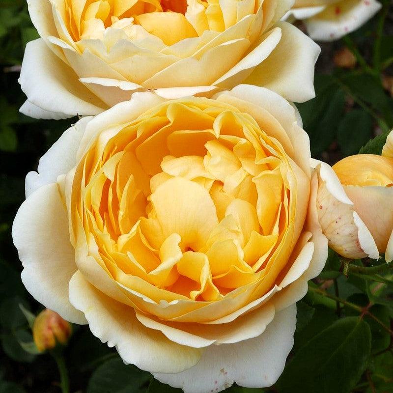 David Austin® Charlotte Potted Rose Bush