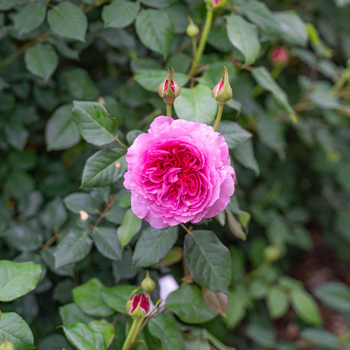 Gabriel Oak Bare Root Rose Bush