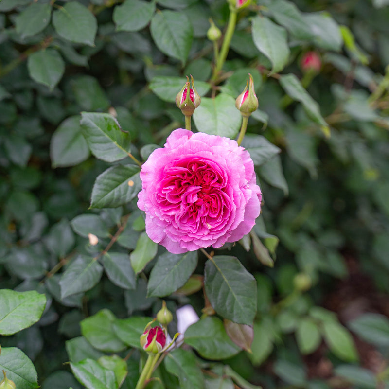 David Austin® Gabriel Oak Potted Rose Bush