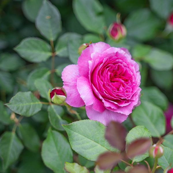 David Austin® Gabriel Oak Potted Rose Bush