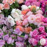 GARDEN ROSES: The Complete Guide to Growing & Arranging Spectacular Blooms *Signed Copy* BOOK