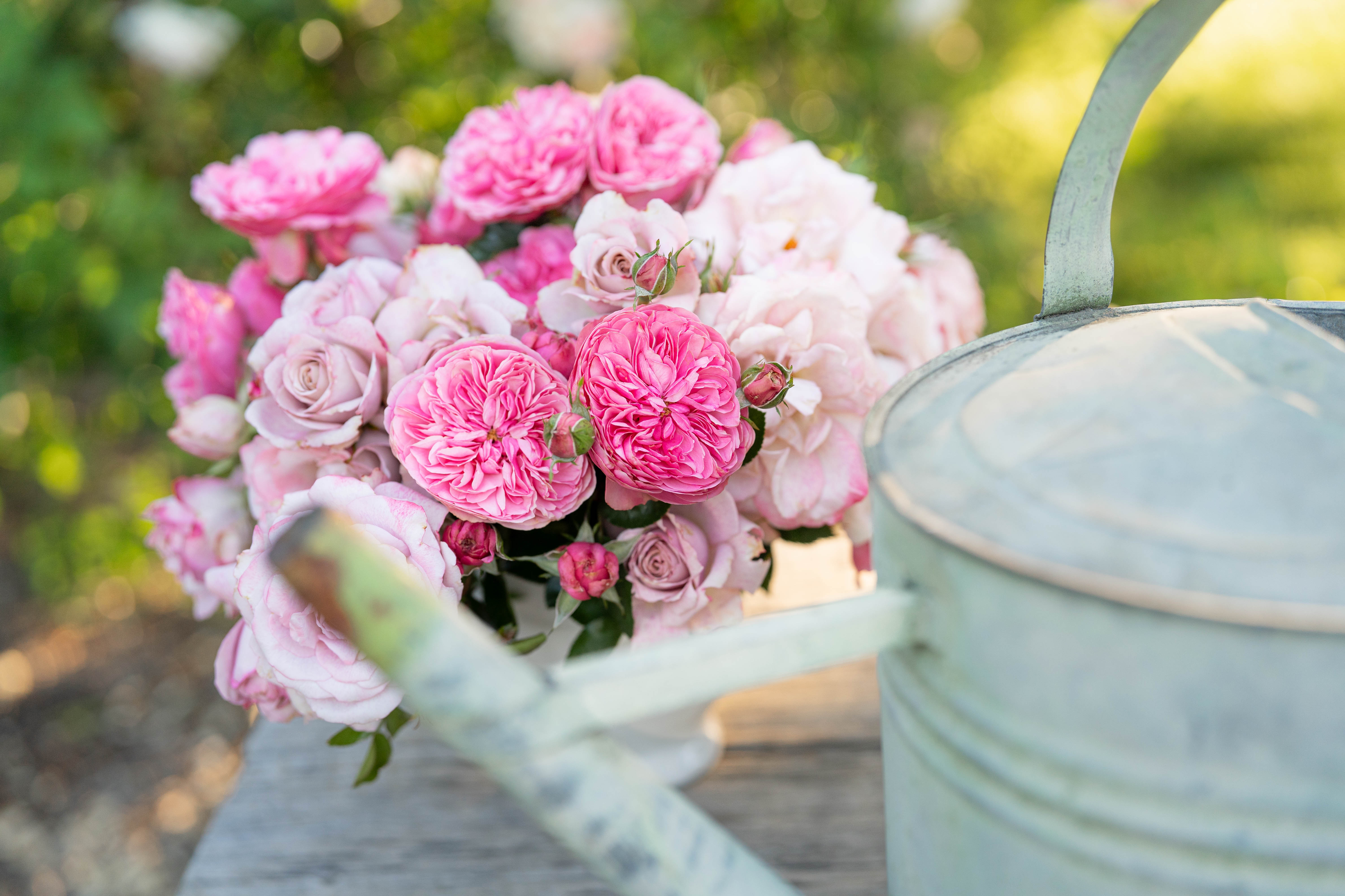 Gentle Hermione Rose | Fragrant Pink Rose Bush | Grace Rose Farm