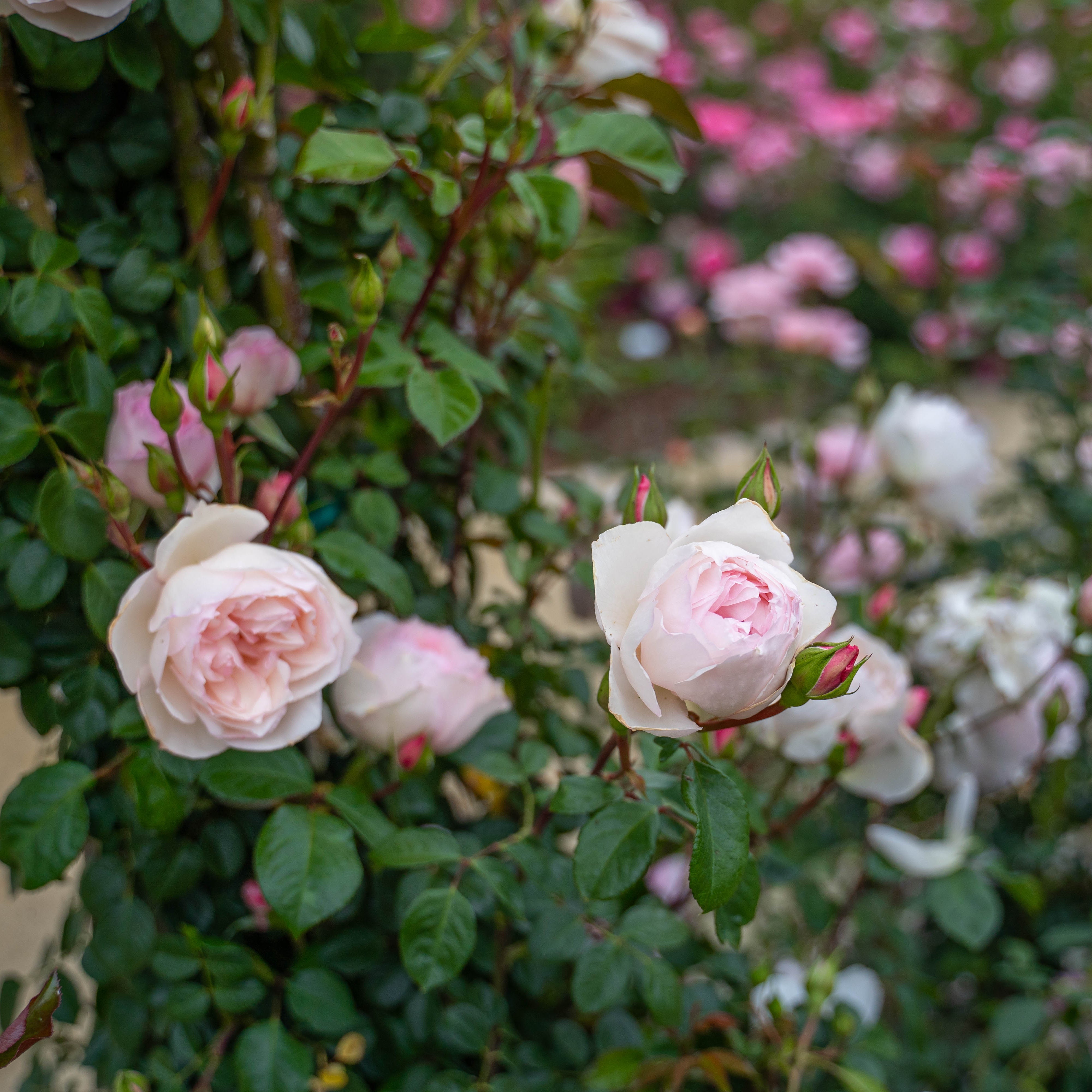 The Generous Gardener Climbing Rose | David Austin Pink Climber