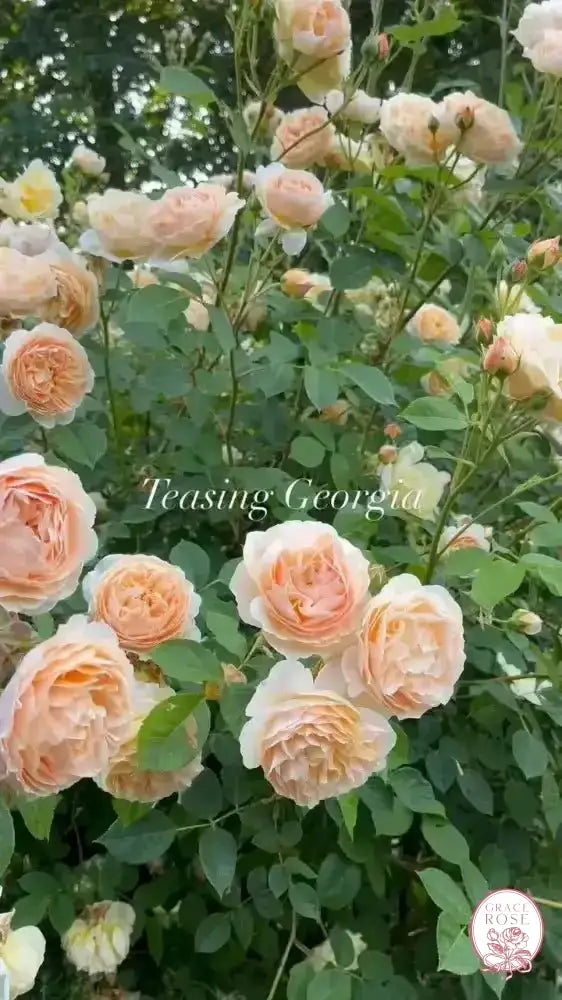 Georgia Peach™ Potted Rose Bush