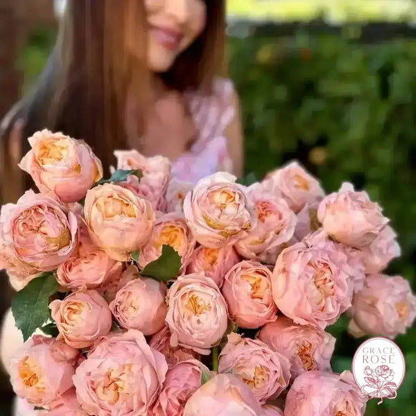 Georgia Peach™ Potted Rose Bush