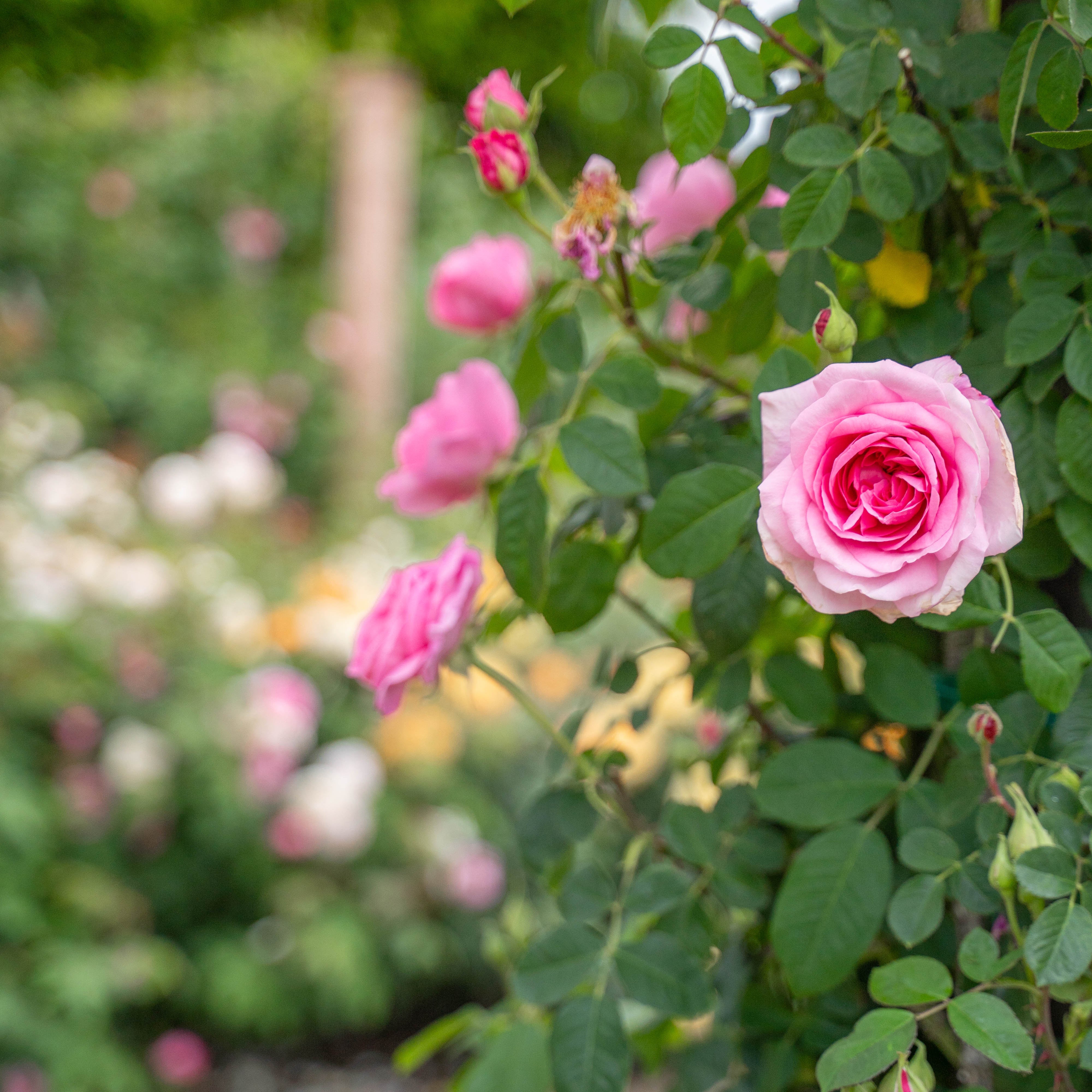 Gertrude Jekyll Climbing Rose | David Austin Climber | Grace Rose Farm