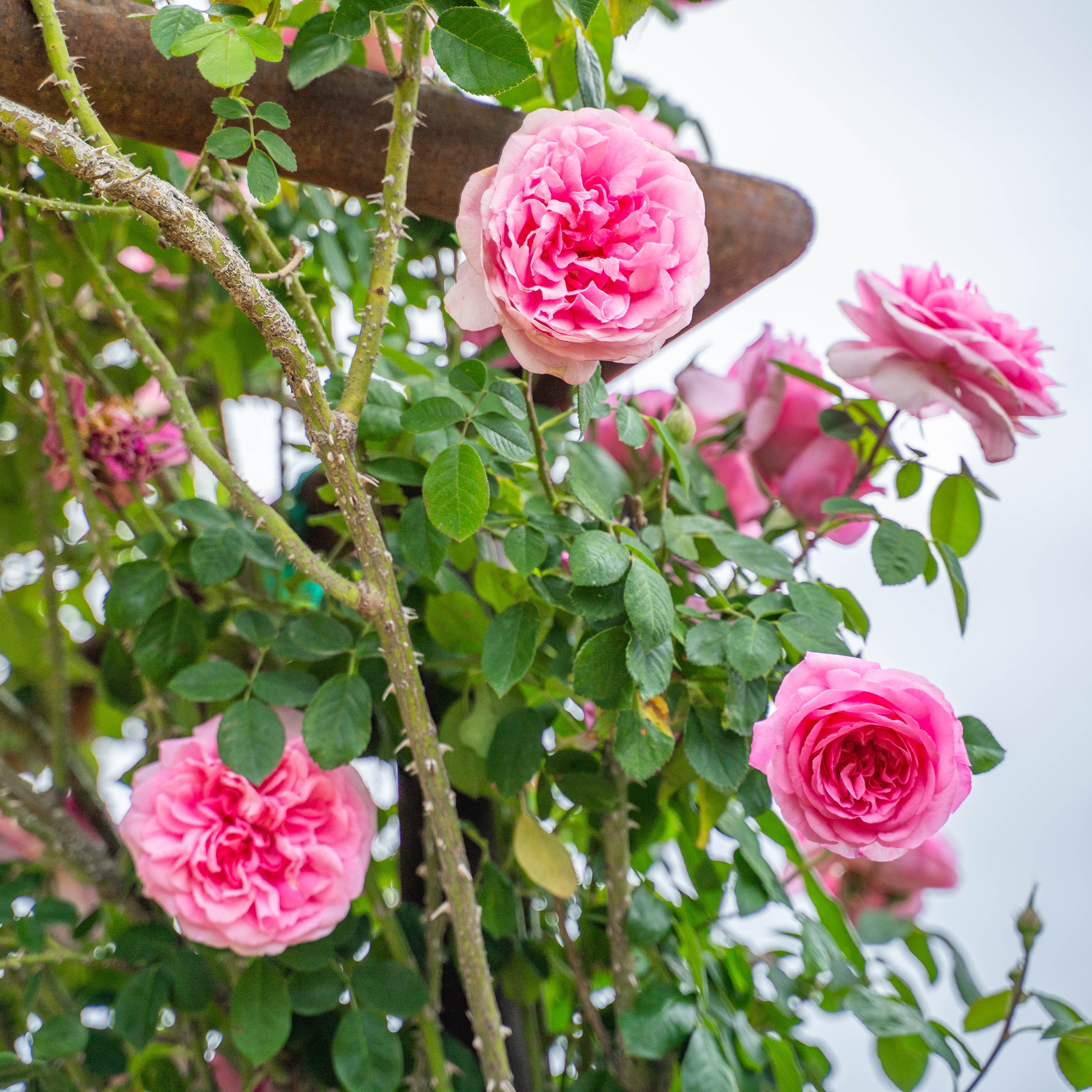 Gertrude Jekyll Climbing Rose | David Austin Climber | Grace Rose Farm