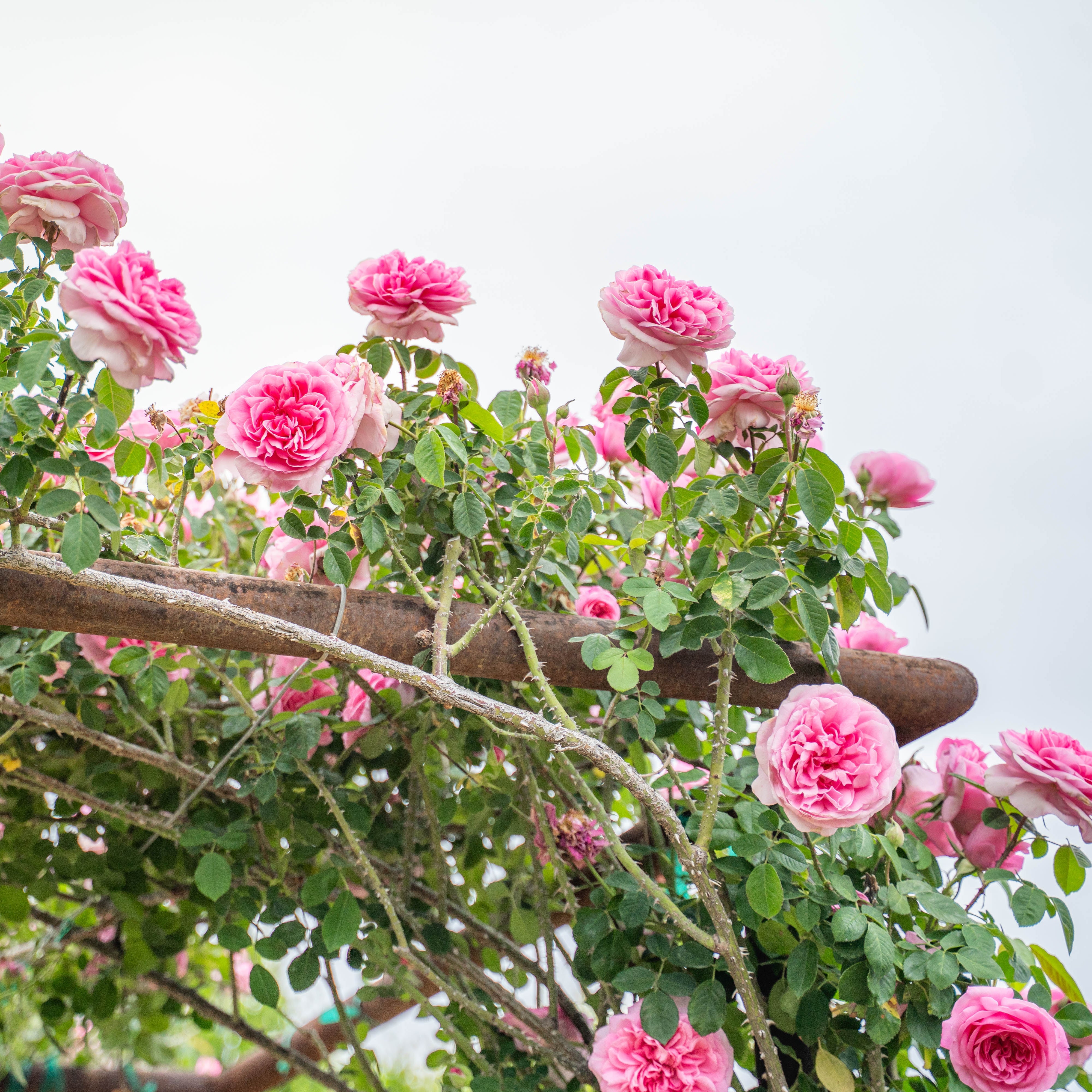 Gertrude Jekyll Climbing Rose | David Austin Climber | Grace Rose Farm