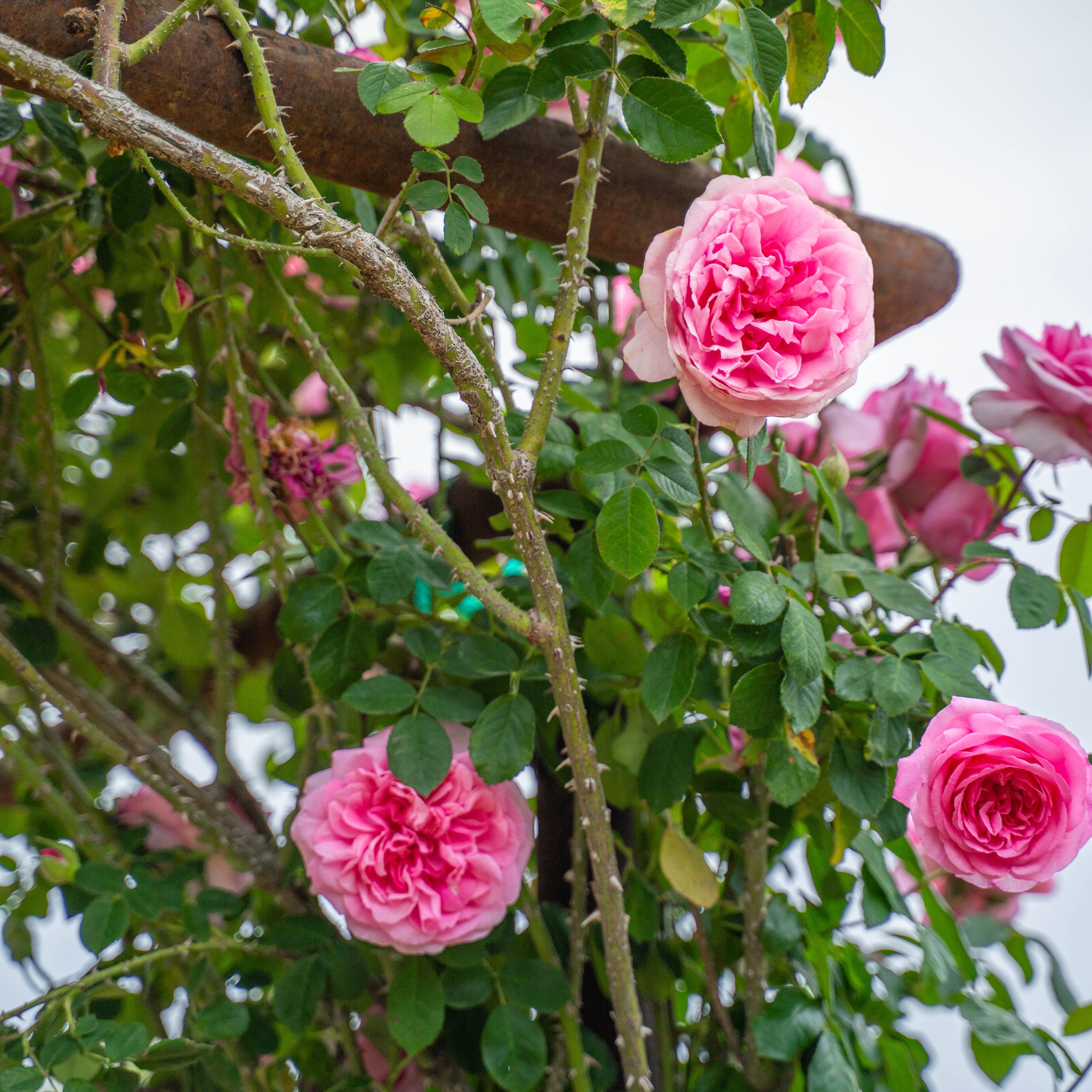 Gertrude Jekyll Climbing Rose | David Austin Climber | Grace Rose Farm