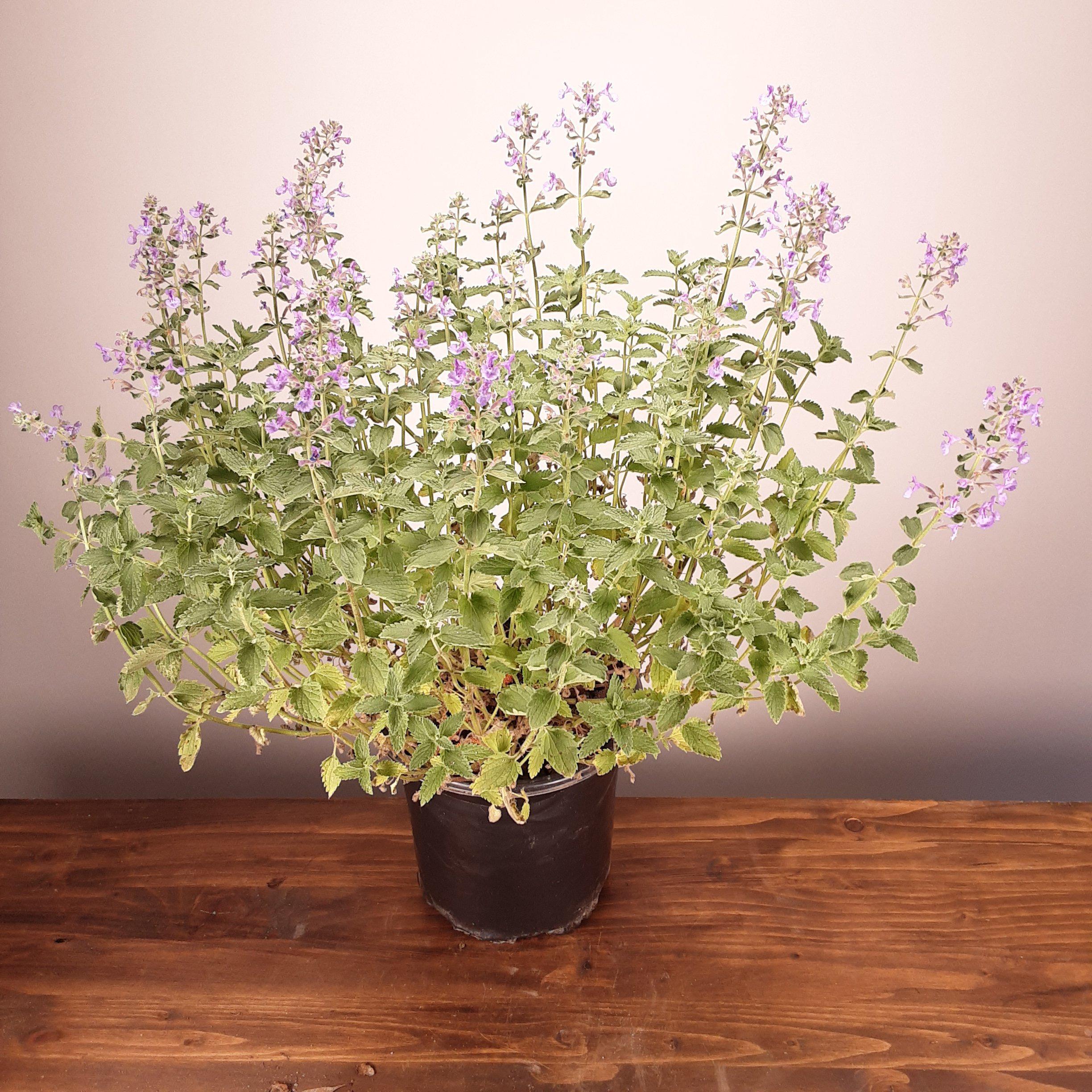 Catmint Walker's Low Potted Catmint Plant