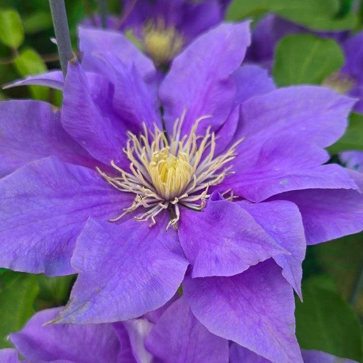Raymond Evison Clematis Boulevard Olympia - Thumbnail 2