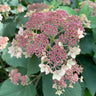 Hydrangea