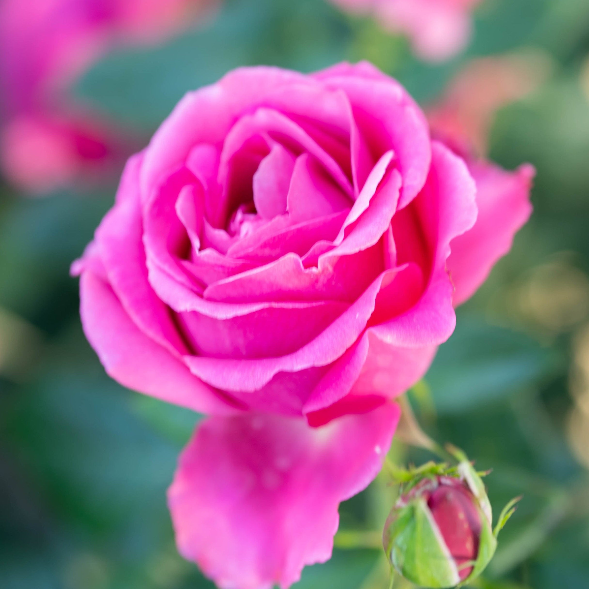 Grande Dame Potted Rose Bush | Pink Fragrant Hybrid Tea Rose