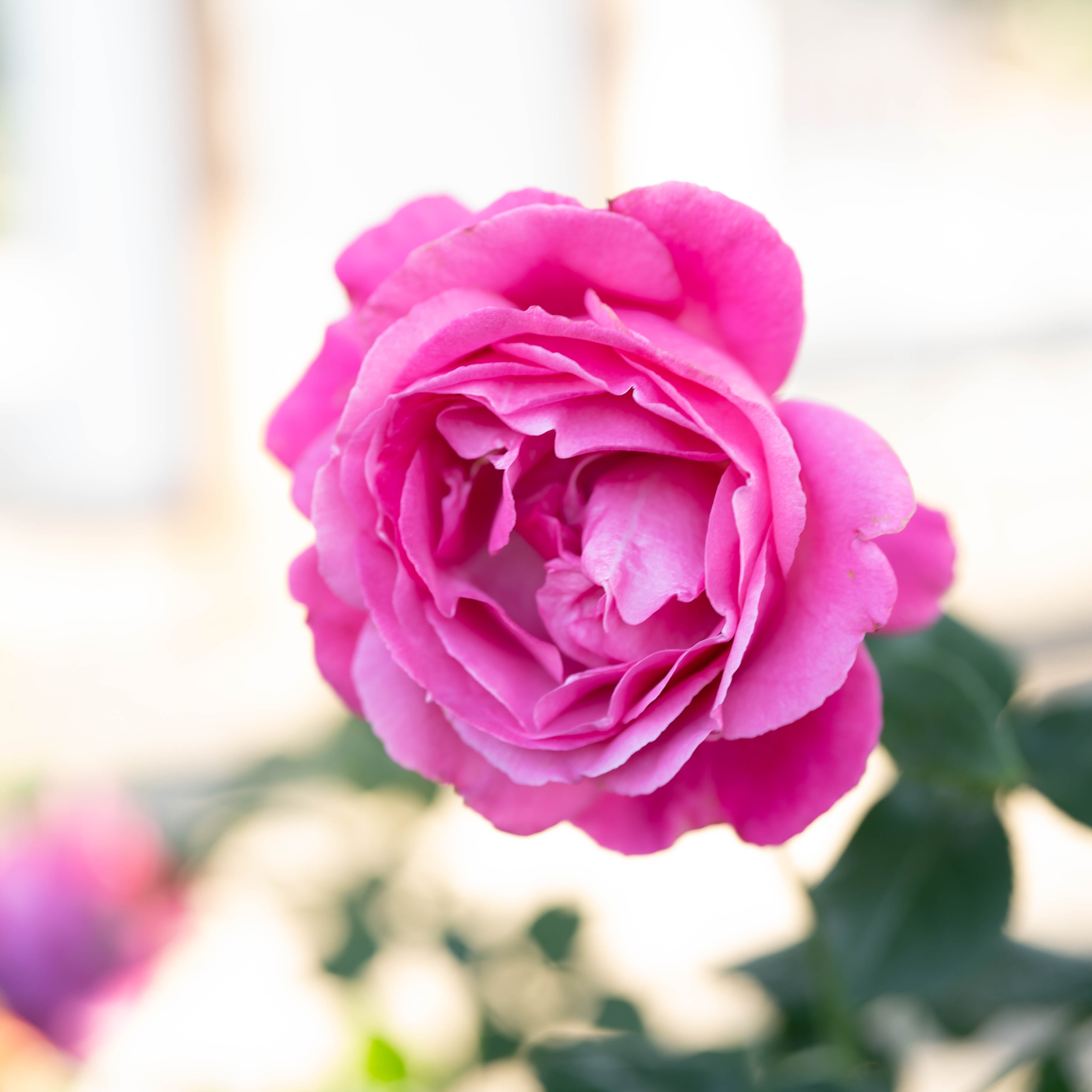 Grand Dame™ Potted Tree Rose - Grace Rose Farm