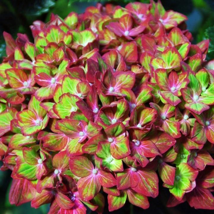 Hydrangea Next Generation® Pistachio Potted Bigleaf Hydrangea Bush