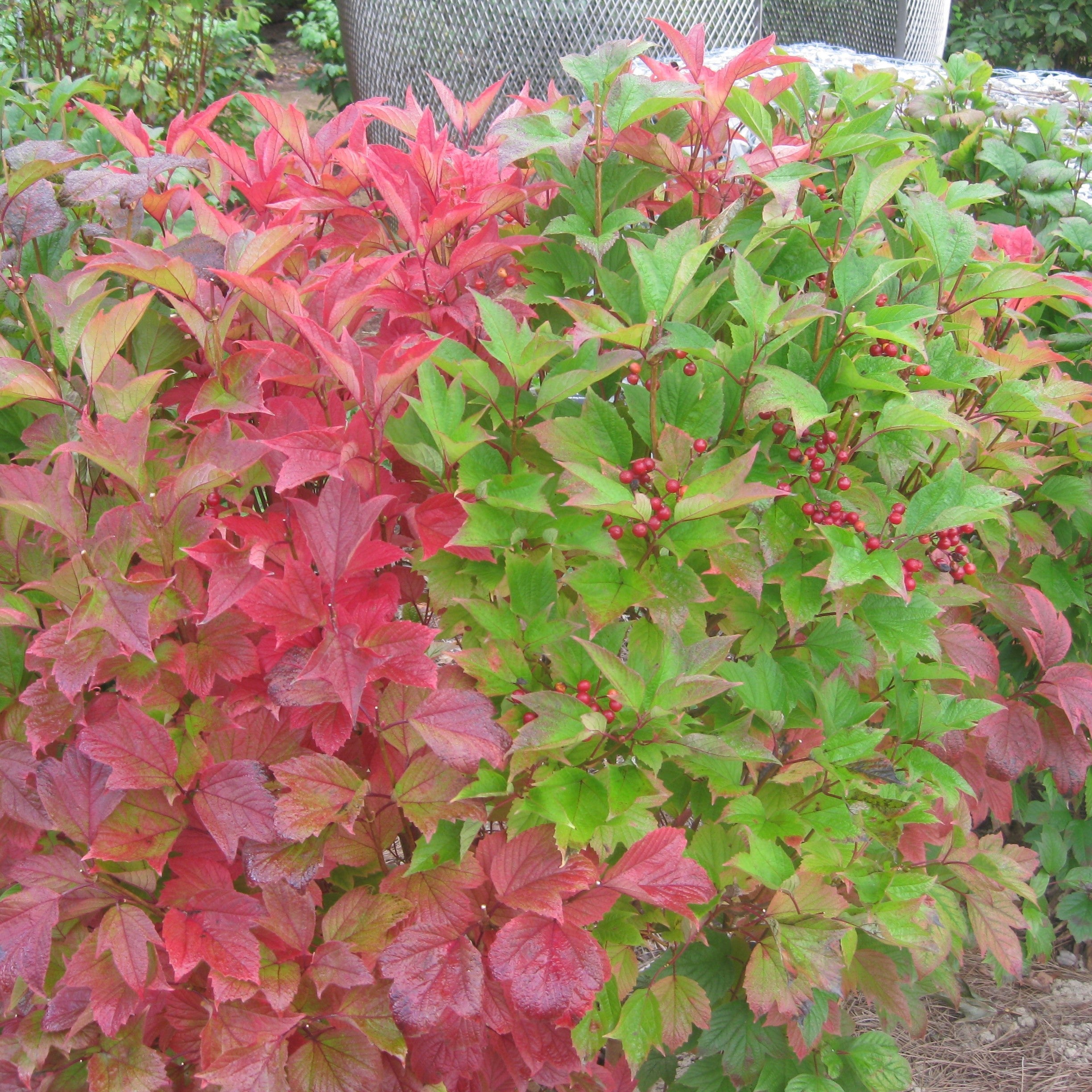 American Beauties Native Plants Viburnum Wentworth