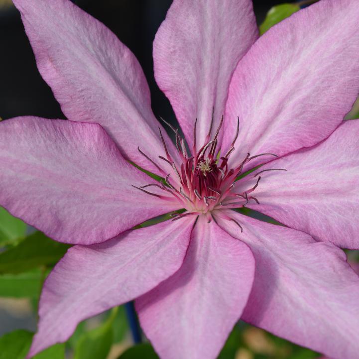 Clematis Raymond Evison® Boulevard® Giselle™ Potted Clematis Plant