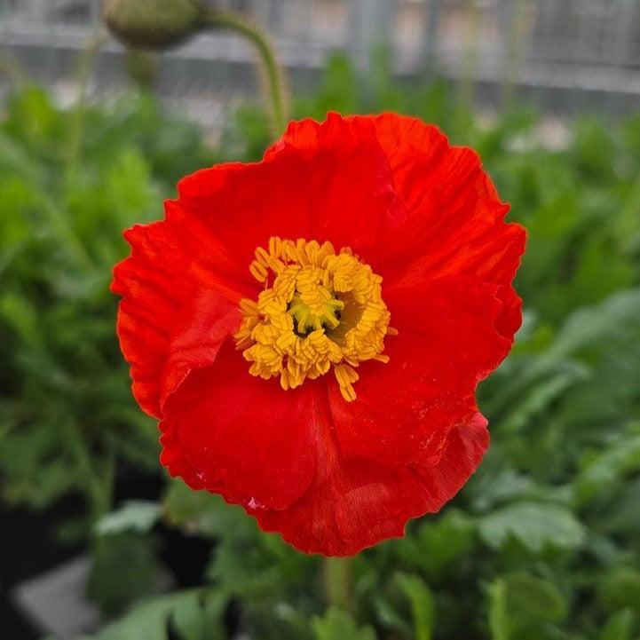 Poppy Garden Gnome Potted Poppy Plant