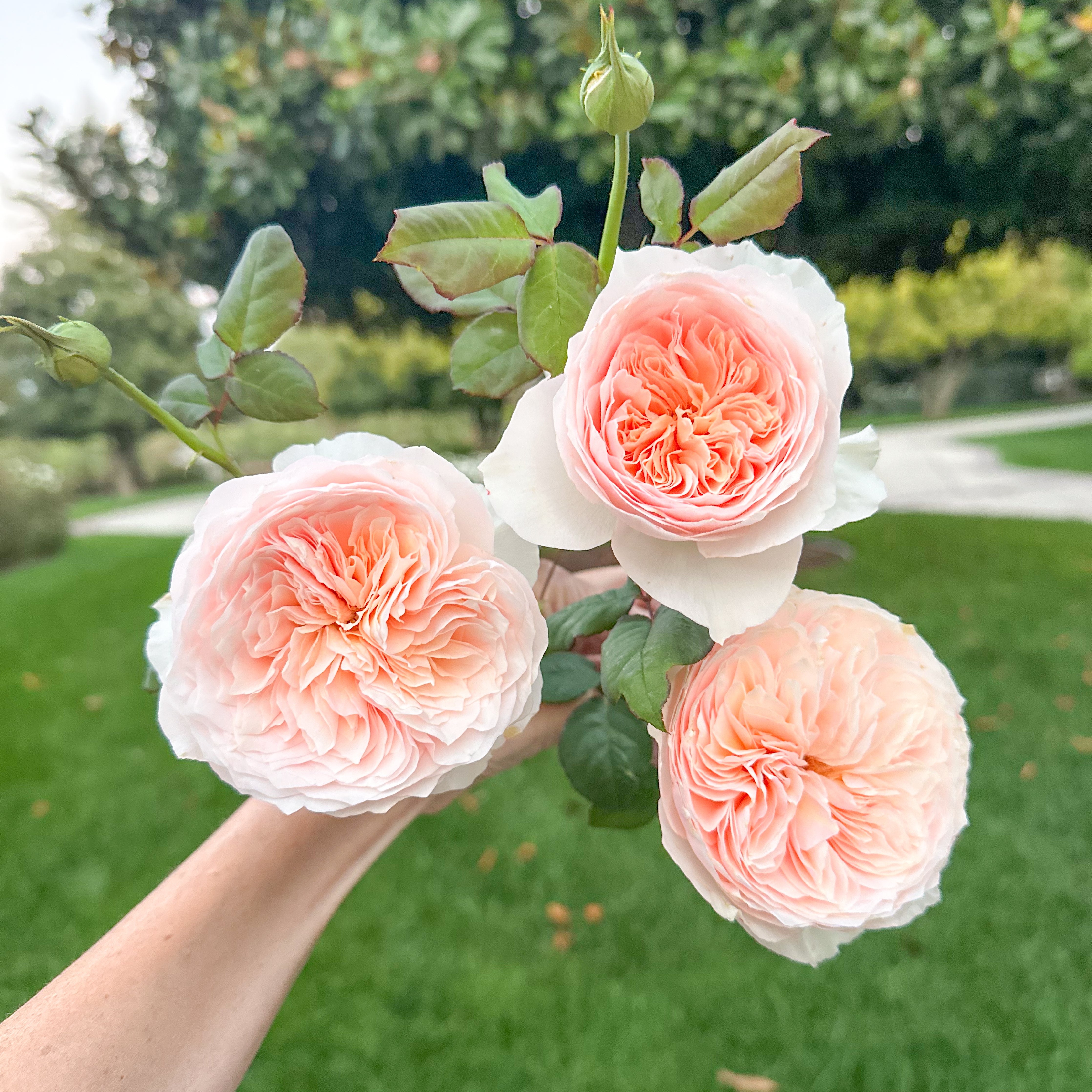 Han Xian Potted Rose Bush