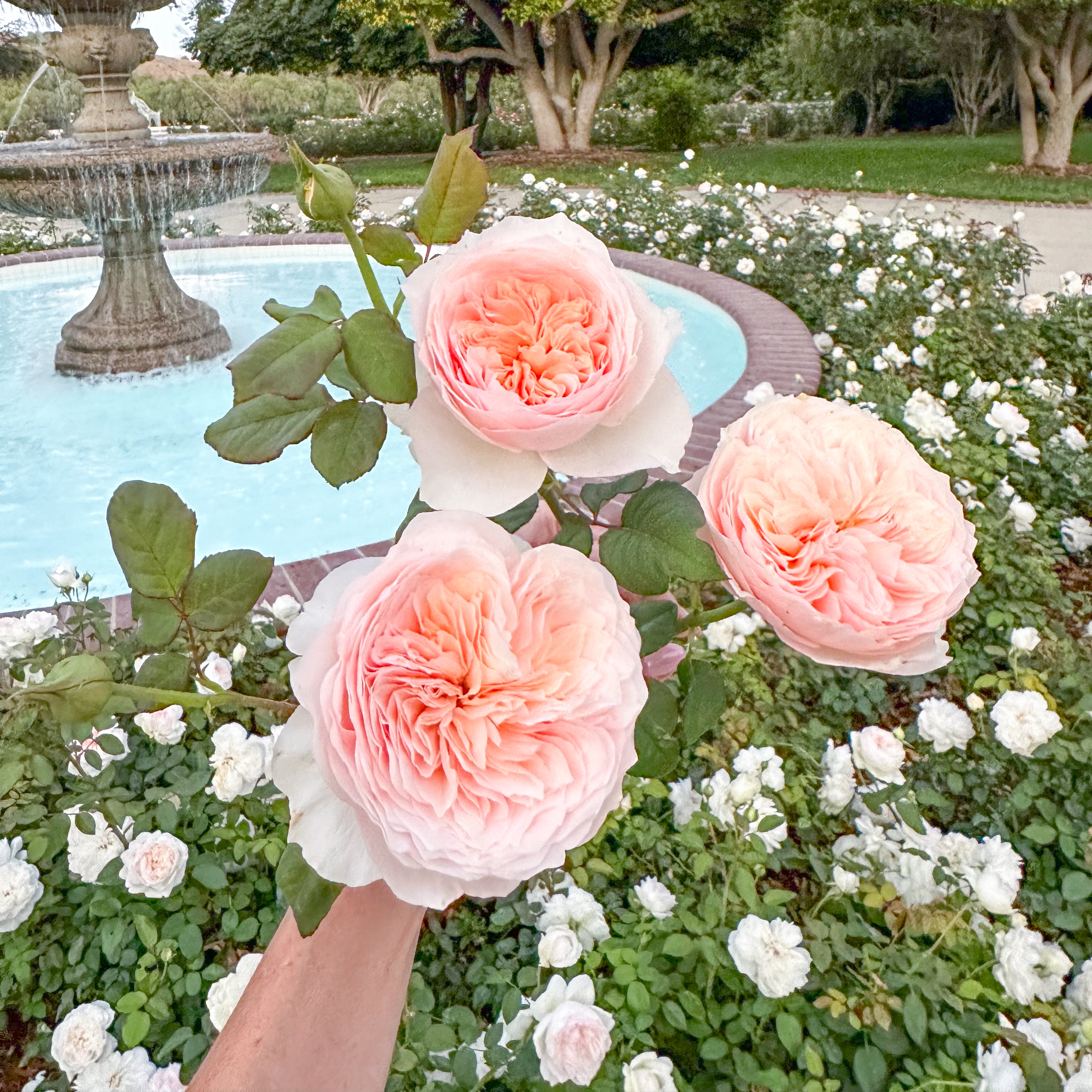Han Xian Potted Rose Bush