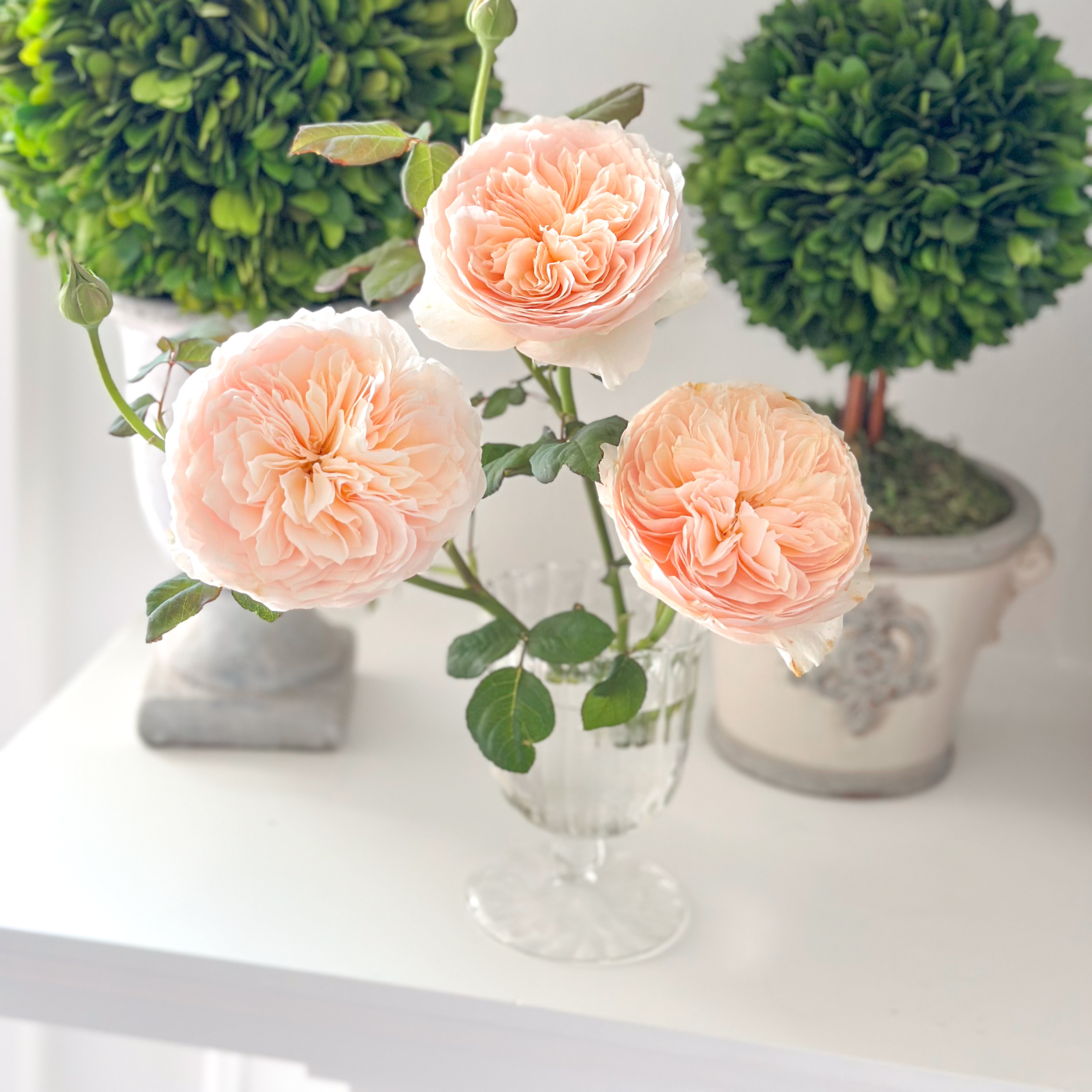 Han Xian Potted Rose Bush