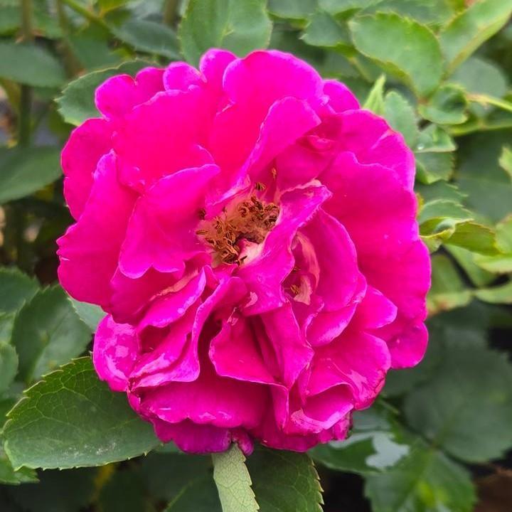 Fragrant Showpiece™ Purple Potted Rose Bush