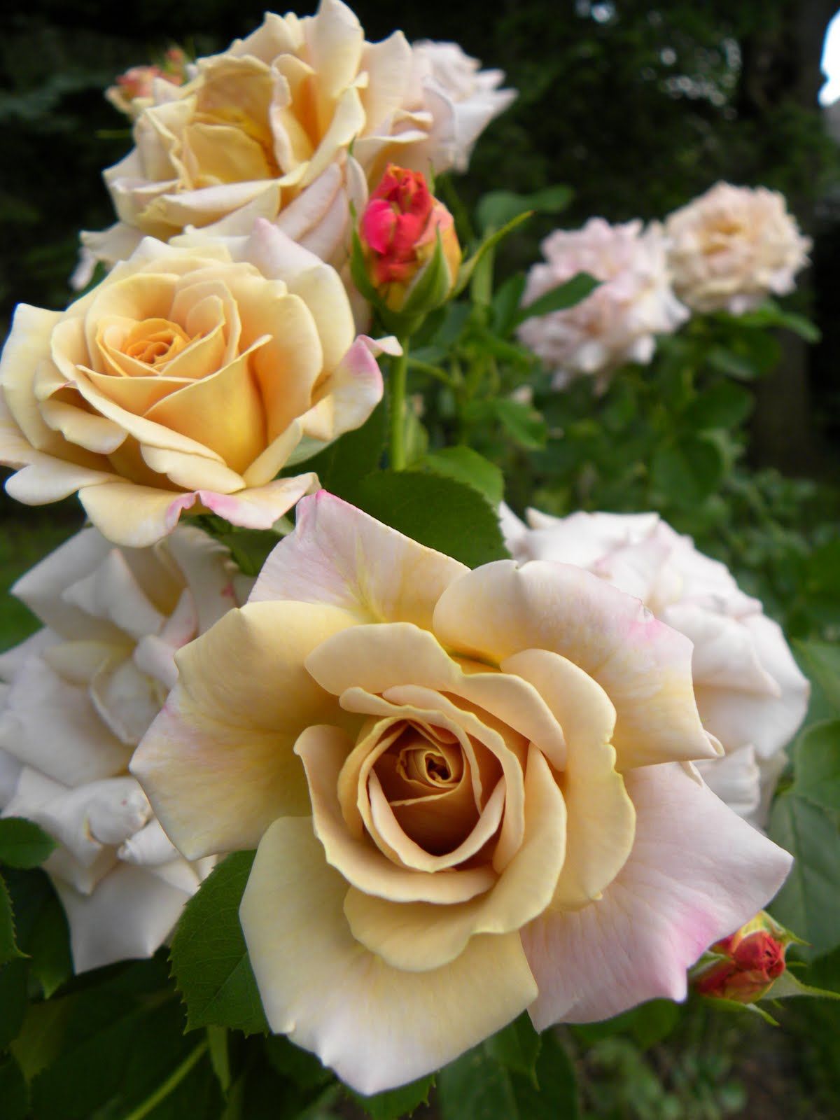 Honey Dijon™ Potted Rose Bush