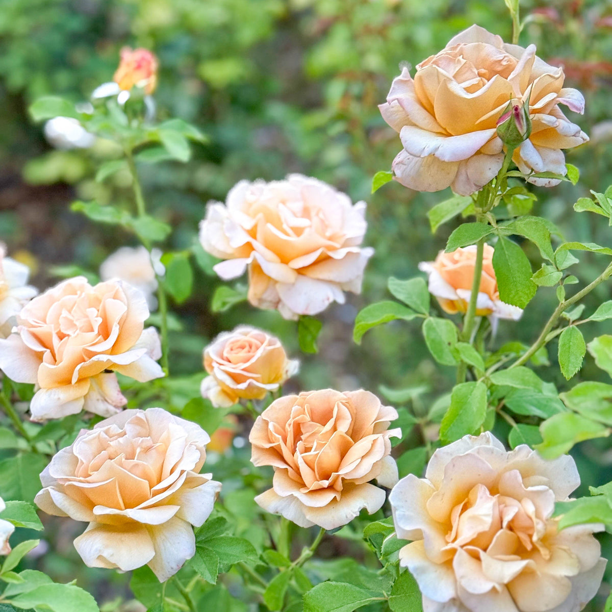 Honey Dijon™ Potted Rose Bush