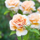 Honey Dijon™ Bare Root Rose Bush