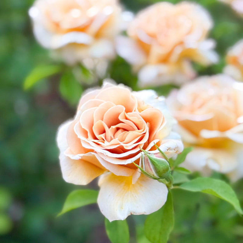 Honey Dijon™ Bare Root Rose Bush