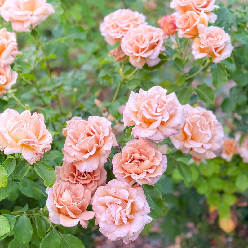 Honey Dijon™ Bare Root Rose Bush