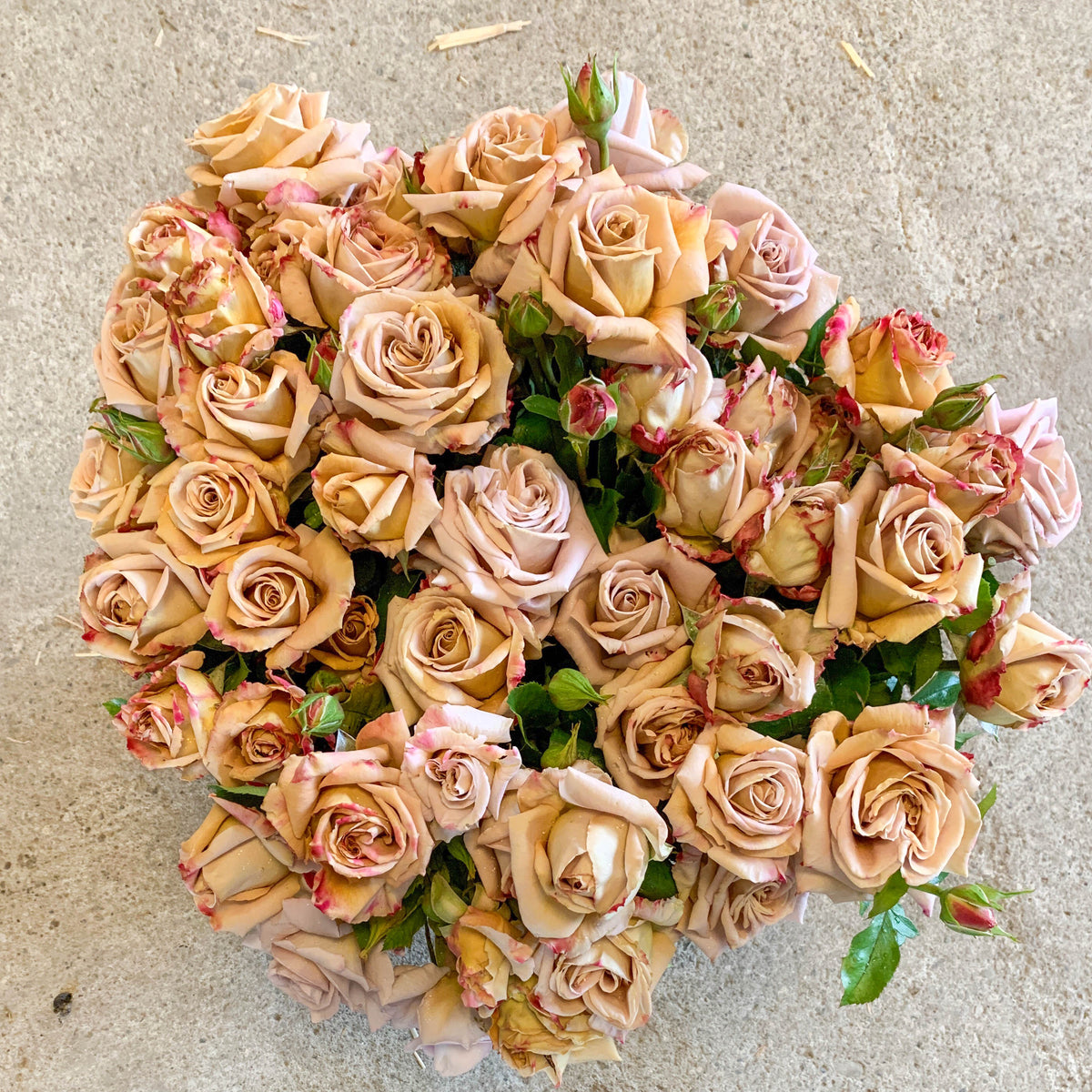 Honey Dijon™ Potted Rose Bush