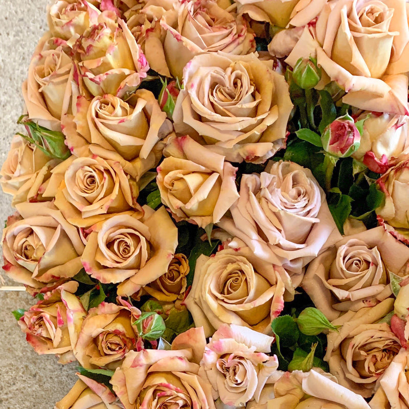 Honey Dijon™ Bare Root Rose Bush