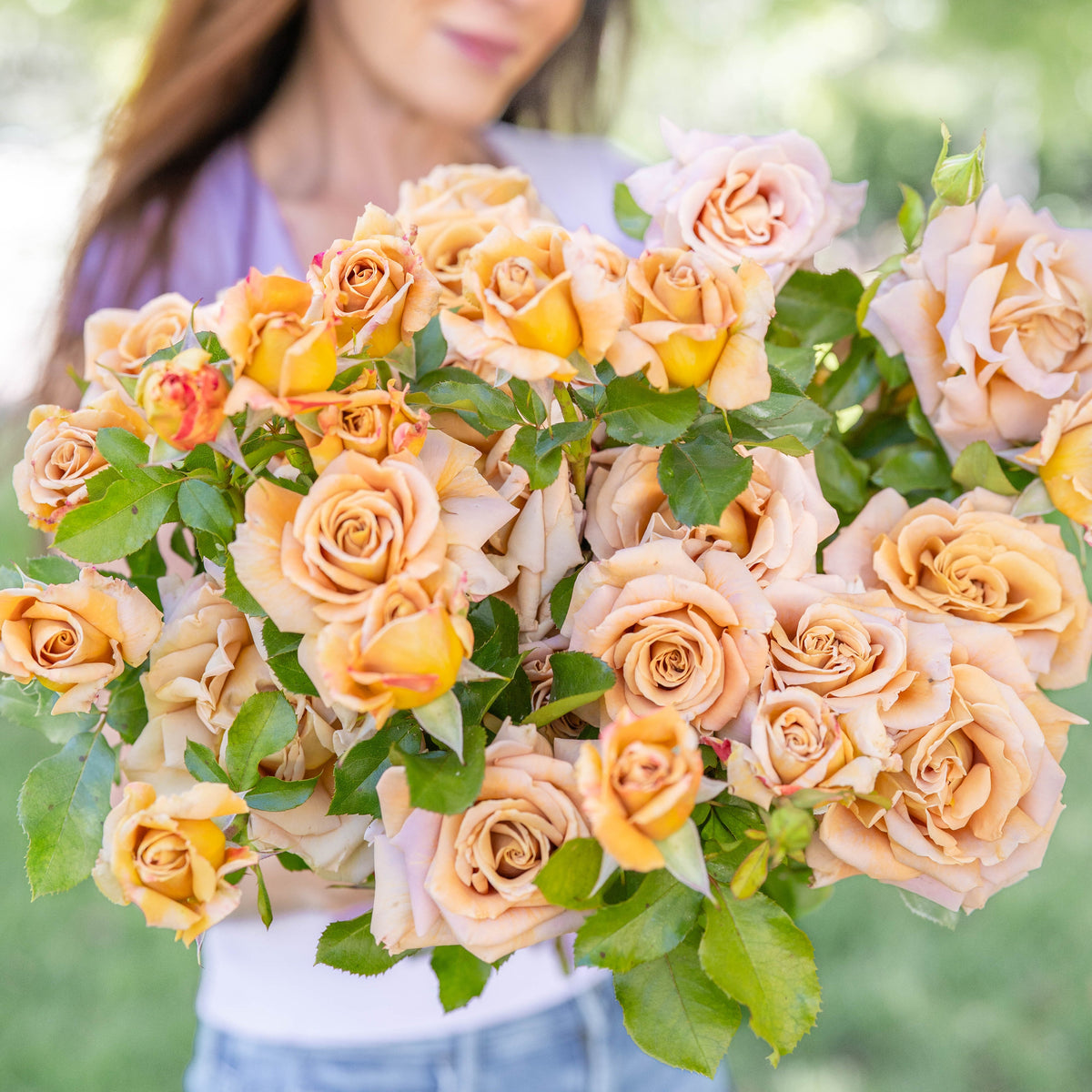 Honey Dijon™ Potted Rose Bush
