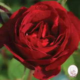 Hope for Humanity Potted Rose Bush