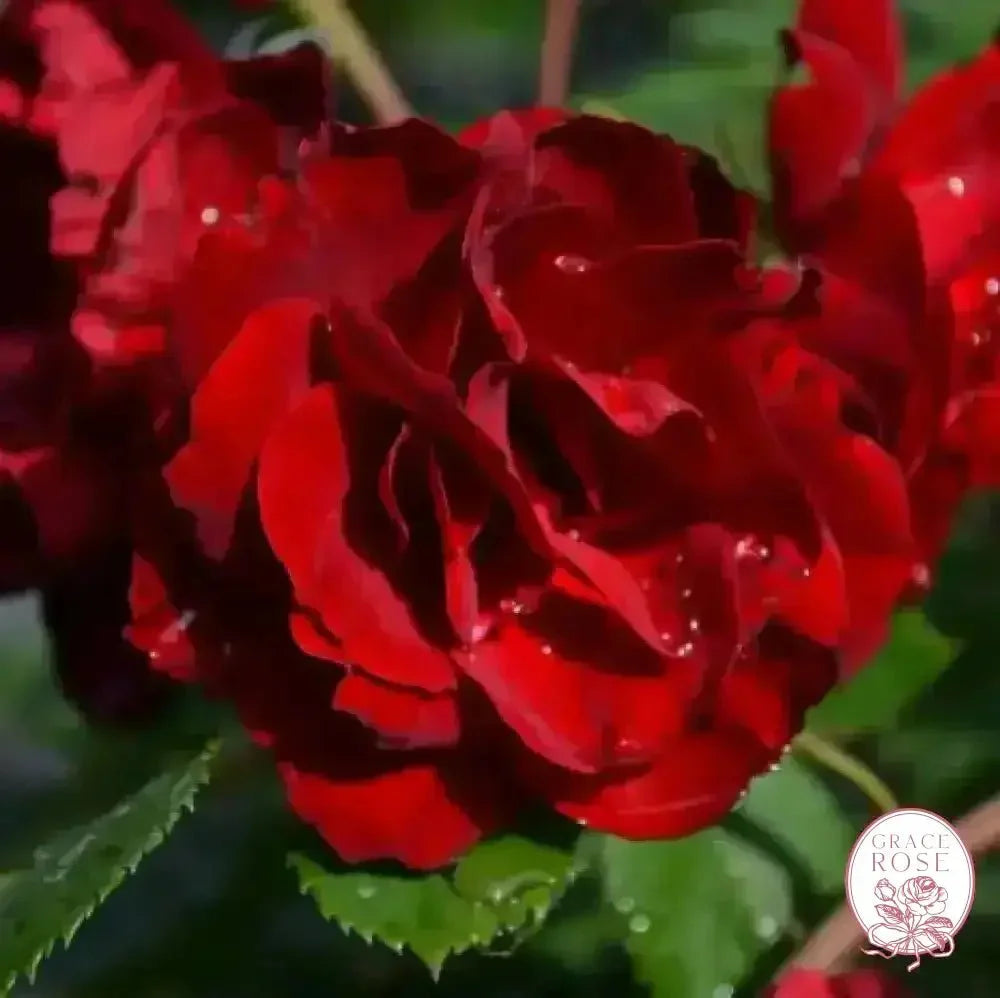 Hope for Humanity Potted Rose Bush