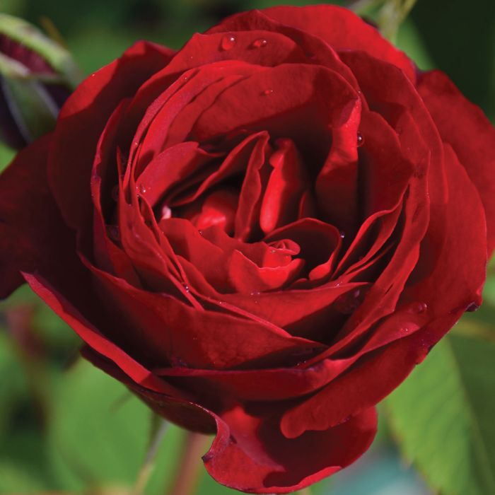 Close-up of a red rose with water droplets on petals against a blurred green background