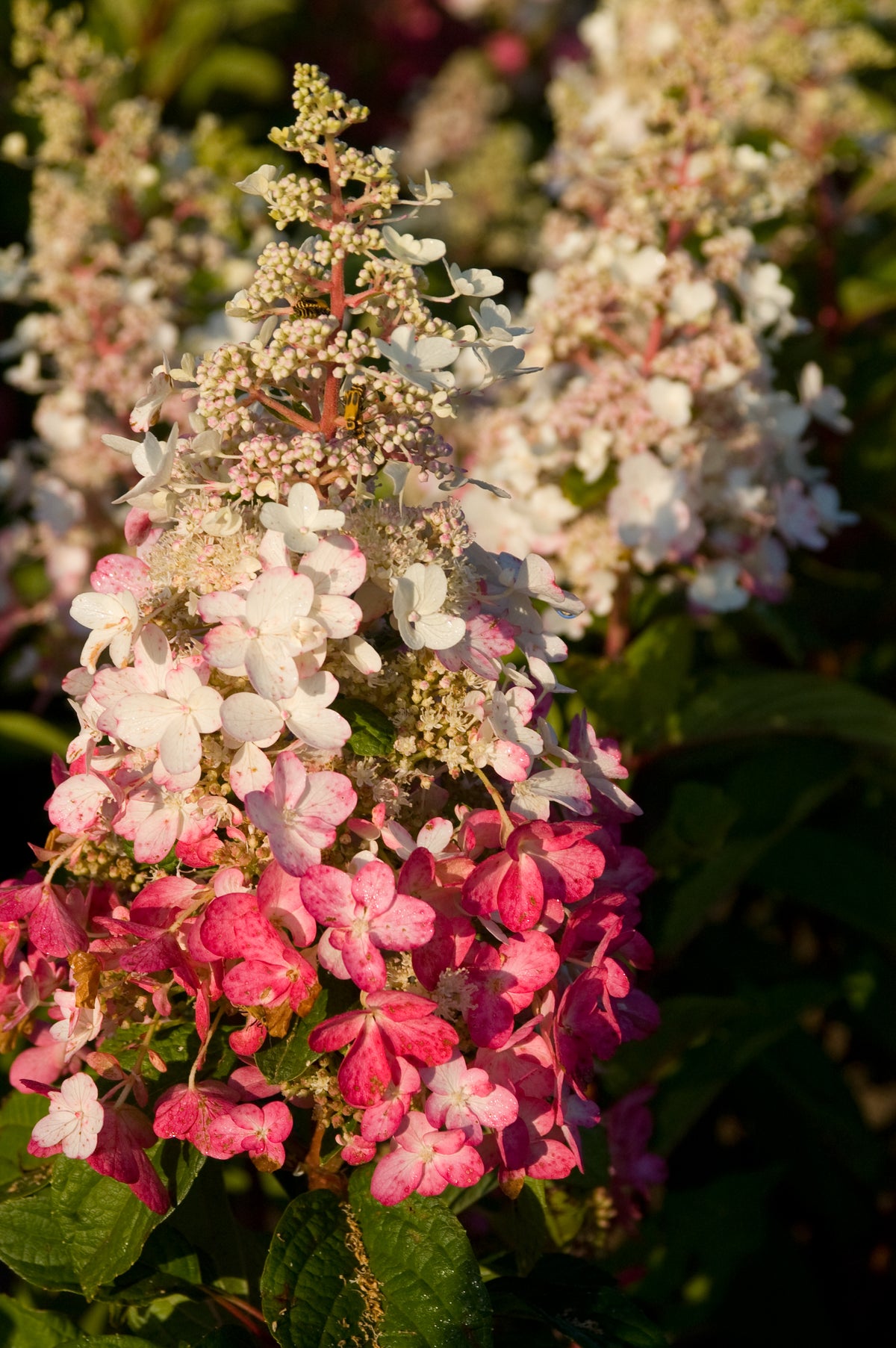 Proven Winners® Pinky Winky® Panicle Hydrangea Bare Root Hydrangea Bush