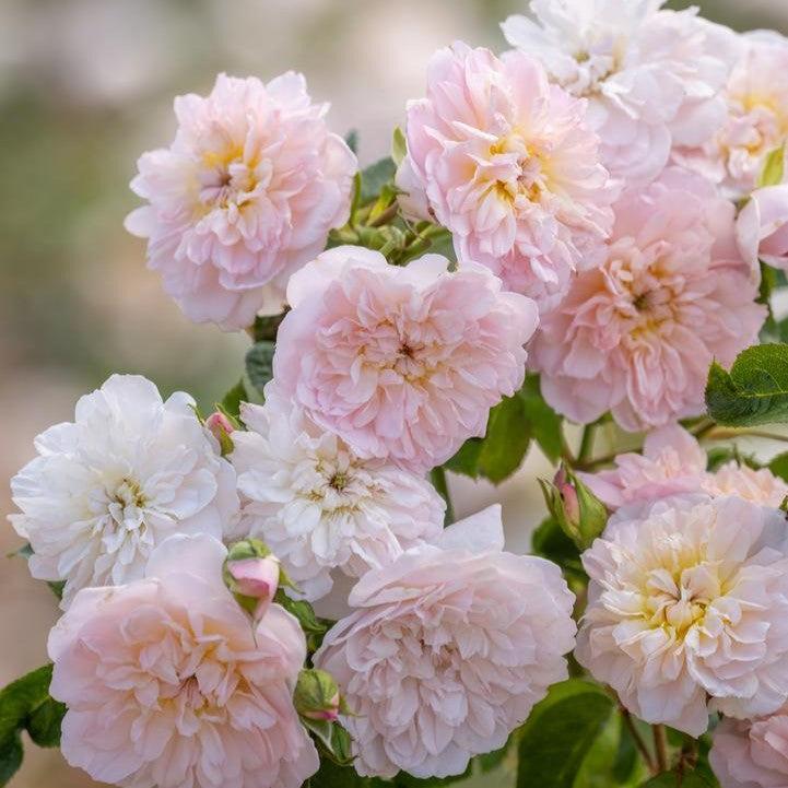 David Austin Elizabeth Rose - Thumbnail 2